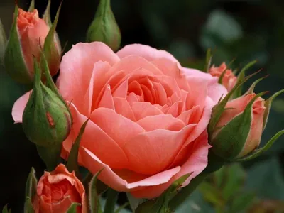 К чему дарят красные розы: символика, приметы и значение | Статьи