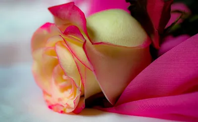 😃 Фото цветов кустовой розы разного цвета бесплатно