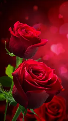 Роза куст - Цветы - Раскраски антистресс