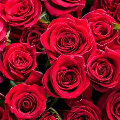 Розы – смотреть онлайн все 13 видео от Розы в хорошем качестве на RUTUBE