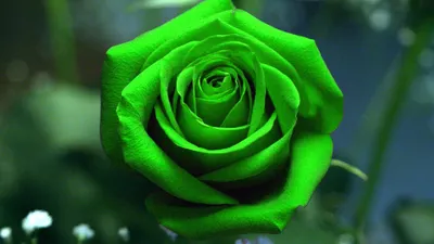 Купить Букет с розами «Красный бархат» из каталога Букеты с розами в  Сыктывкаре - «Флориска».