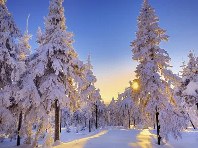 Фото русский лес зимой фотографии