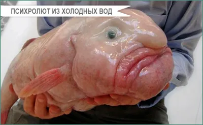 Рыба-капля: Зверь, познавший всю тяжесть бытия