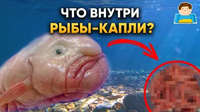 Удивительное рядом - Рыба-капля Psychrolutes marcidus( рыба-капля) Рыба- капля — глубоководная донная морская рыба семейства психролютовые, которую  часто называют одной из самых причудливых океанских глубоководных рыб на  планете. Распространена в ...