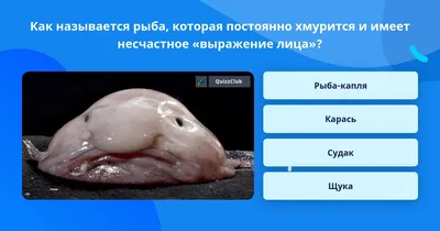 Не в красоте дело. Ученые рассказали о самом безобразном животном в мире