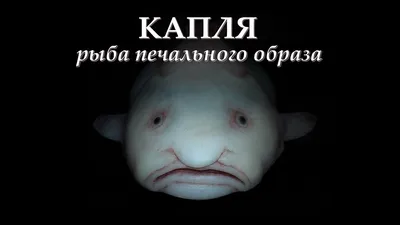 Рыба-капля: - ЯПлакалъ