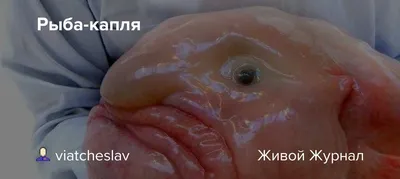 КАПЛЯ - Рыба печального образа - YouTube
