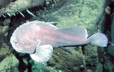 Рыба капля🐟: фото и описание. Как выглядит капля👍, чем питается и где  водится