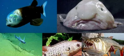 Рыба капля, как выглядит рыба капля | ANIMAL LIBRARY