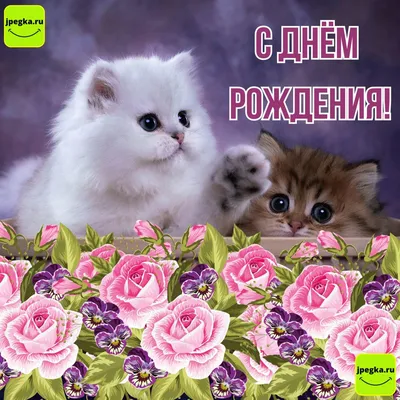 Открытка С Днем Рождения «Макаронс»