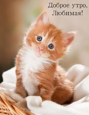 Гифки \"Доброе утро!\" мужчине (100 шт.)