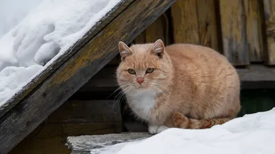 Зимний вид из окна: 20 фото для создания новогоднего настроения