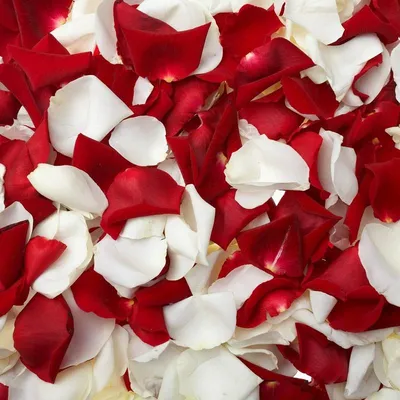 Бело-розовые лепестки роз — Доставка цветов по Москве | Купить цветы с  доставкой на roselepestki.ru