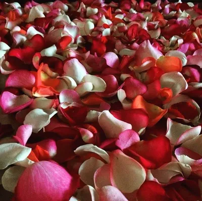 Композиция с красивыми розовыми лепестками роз и мятой бумажной карточкой  на сером фоне :: Стоковая фотография :: Pixel-Shot Studio
