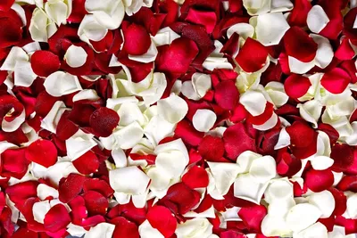 Ритуал с лепестками роз | ЛUНА | Дзен