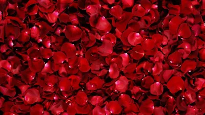Шымкентский романтик ежедневно признается в любви лепестками роз — Новости  Шымкента