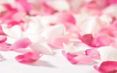 Лепестки роз: виды, состав и свойства, использование розовых лепестков