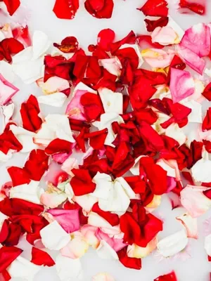 сушка лепестков роз. результат -яркий и насыщенный цвет. | Розы, Лепестки  роз, Свадебный декор