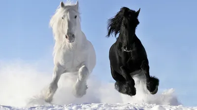 Фото с лошадью зимой фотографии