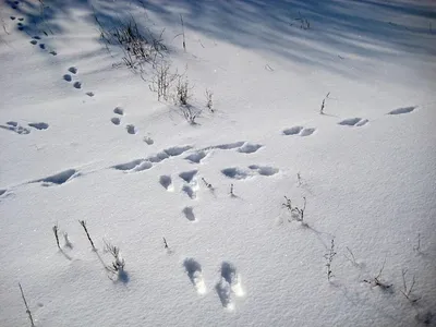 Охотник зимой снегом стоковое фото. изображение насчитывающей холодно -  207821962