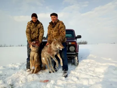 Охота на волка зимой: способы охоты, выбор оружия и снаряжения
