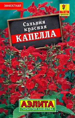 Сальвия красная Капелла 0,1 г Аэлита: купить в Новосибирске по цене от 7.44  руб — интернет-магазин «Красный бант»