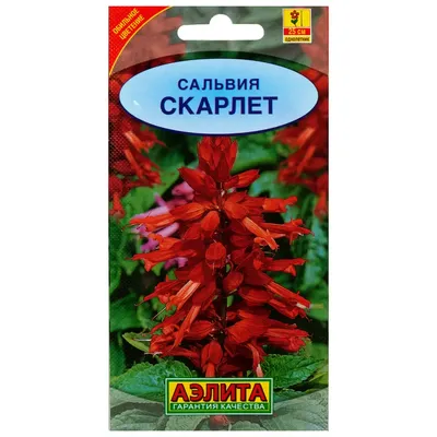 Семена цветов Сальвия Скарлет красная Аэлита по цене 25 ₽/шт. купить в  Липецке в интернет-магазине Леруа Мерлен