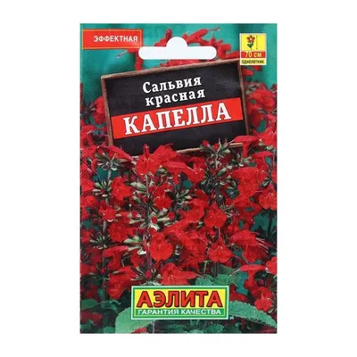 Цветов Сальвия Капелла, красная, 0,1 г 4 шт - купить по выгодным ценам в  интернет-магазине OZON (1312525788)