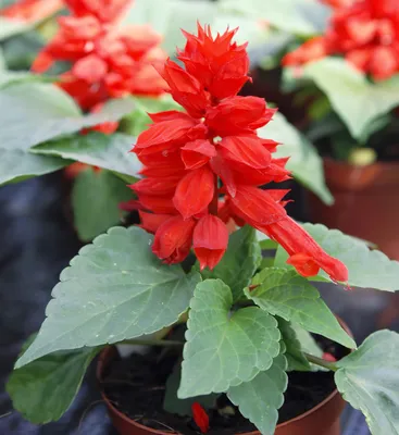 Сальвия (шалфей) блестящая Аморе Красная Salvia splendens Amore Red -  купить семена цветов с доставкой по Украине в магазине Добродар