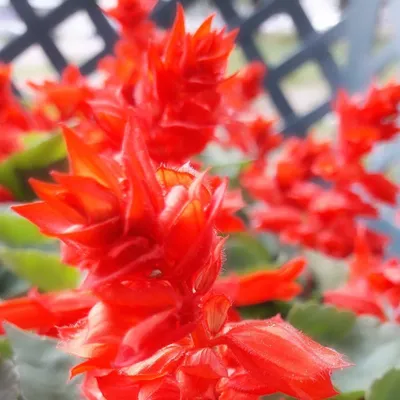 Красные невысокие цветы для клумбы - 68 фото