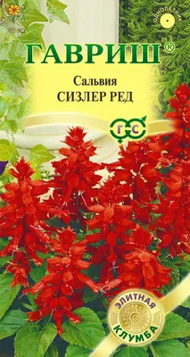 ꕤ Сальвия блестящая Аморе красная в горшке 0,5 л • купить Сальвия блестящая  Аморе красная в горшке 0,5 л по цене от 59.99 грн. в Украине