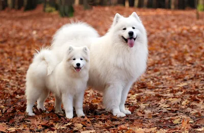Самоедская лайка (Samoyed, Samoyedskaja) (Породы собак) самоедская собака,  породы лаек, самоед собака, купить лайку, щенки лайки, самоед цена, самоед  фото, купить щенка лайки, самоедская лайка фото Энциклопедия о животных  EGIDA.BY