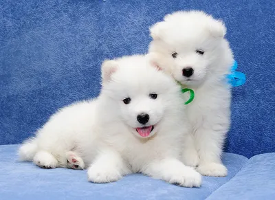Самоедская собака (самоед). Фото | Samoyed, Samoyed dogs, Samoyed puppy
