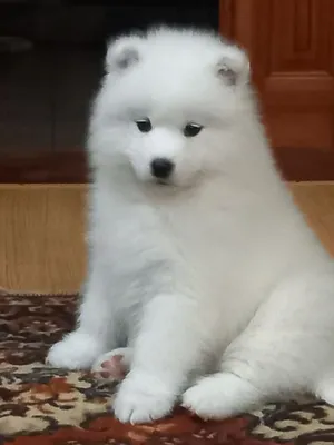 Самоедская собака Самоед Samoyed #samoyed #самоедскаясобака | Самоедские  собаки, Собаки, Поездки