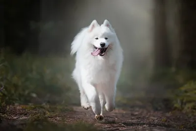 Самоеды, самоед, самоедская собака, samoed, Samoyed, samoyed dog, samoyed  puppy, puppy | Самоедские собаки, Самоедская лайка, Самоедские щенки