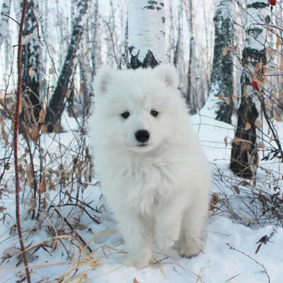 10 фактов о самоедах | KIDSinSTYLE