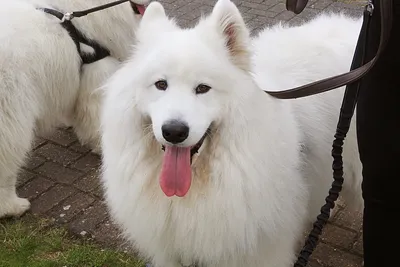 О породе Самоедская собака - Samville Samoyeds