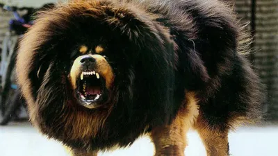 Пес Майор - вероятно самая большая собака в мире » udmzoo.ru