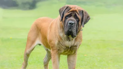 Самая большая собака в мире (фото): Зевс и его «коллеги»