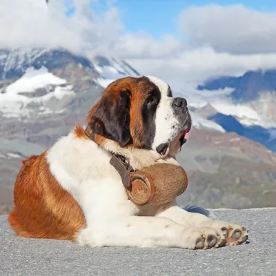 Тибетский мастиф - самая дорогая собака в мире - YouTube