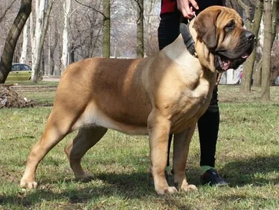 Пес Майор - вероятно самая большая собака в мире — Пона.рф