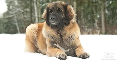 Какие породы собак самые добрые - Волжский.ру