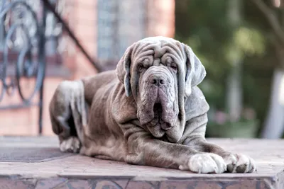 7 самых опасных пород собак, которые могут напасть на человека - Hi-News.ru