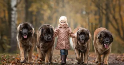 5 пород собак-долгожителей и 5 самых недолговечных | MAXIM