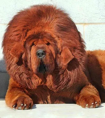 Самая дорогая собака в мире: топ-10 пород