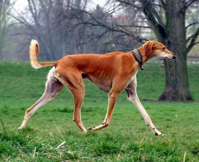 ТОП 10: самые дорогие породы собак в мире с фото | Денис Величков | Дзен