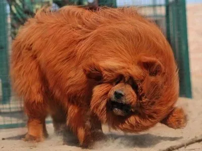 Это самая дорогая собака на земле! Как выглядит тибетский мастиф | Пикабу