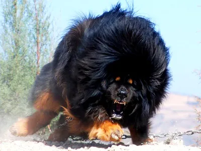 Самая редкая и дорогая порода собак в мире+видео | Живая планета | Дзен