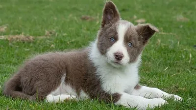 Тибетский Мастиф - Самая Дорогая порода Собак | Pinterest | Собаки,  Тибетский мастиф, Породы собак