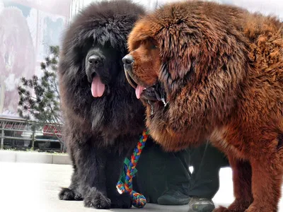 Безграничная любовь за большие деньги: топ-9 самых дорогих пород собак в  мире